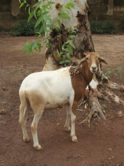 01 Le Mouton